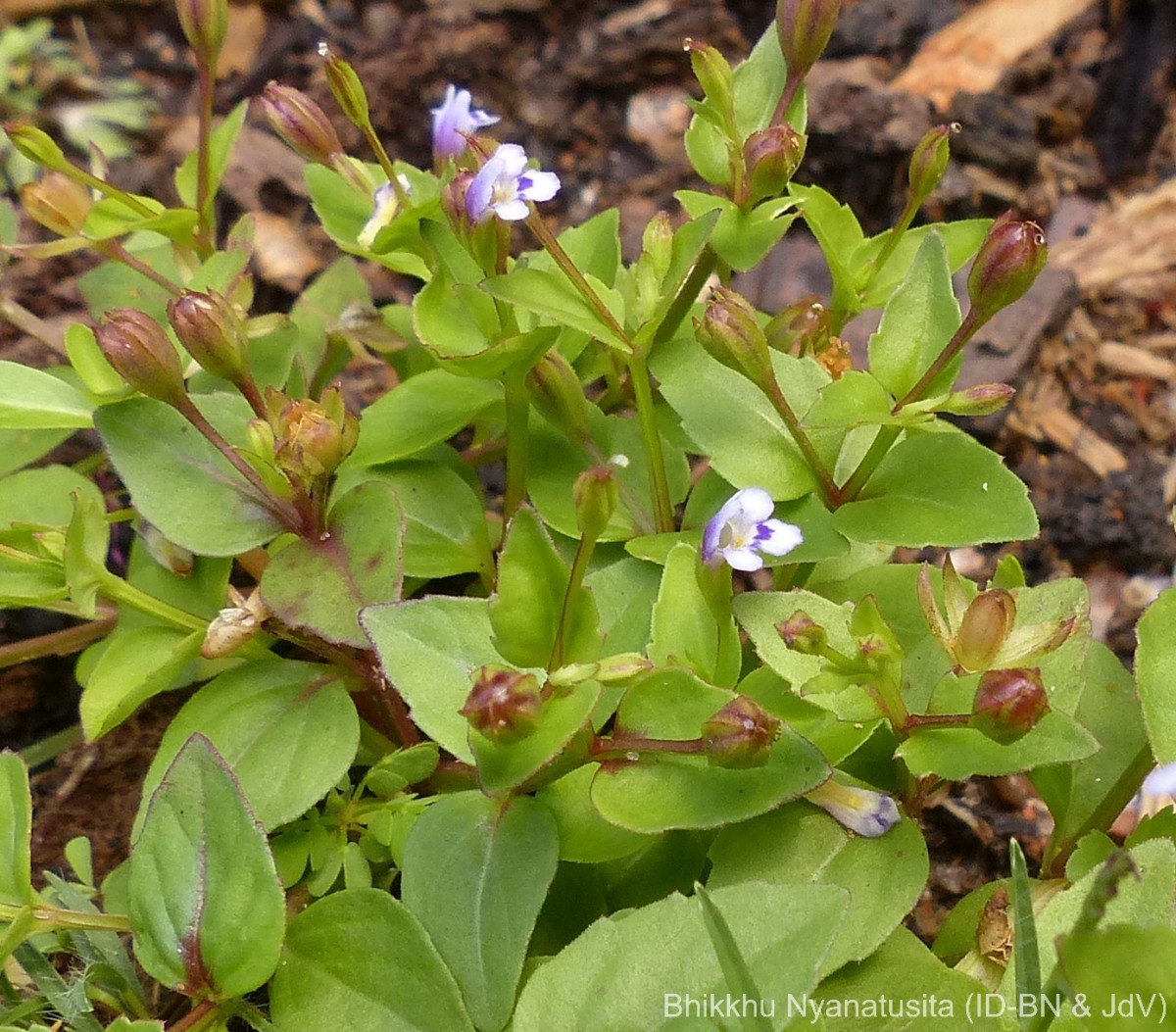 Torenia crustacea (L.) Cham. & Schltdl.